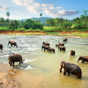 Sri Lanka Safari