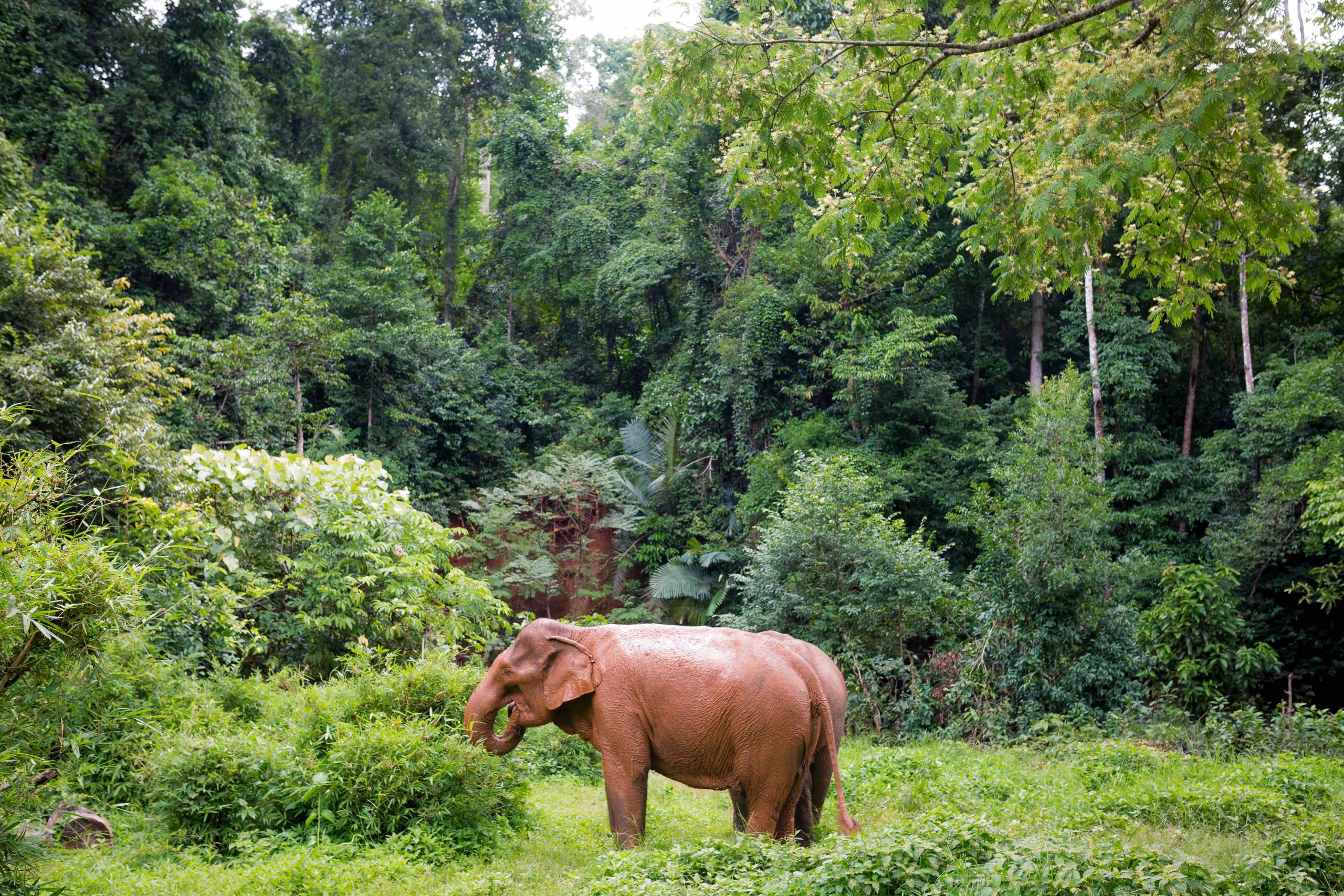 Asian Elephants in a Cambodian jungle